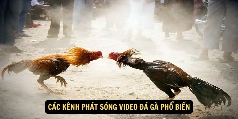 Các kênh phát sóng video đá gà phổ biến