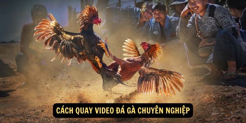 Cách quay video đá gà chuyên nghiệp