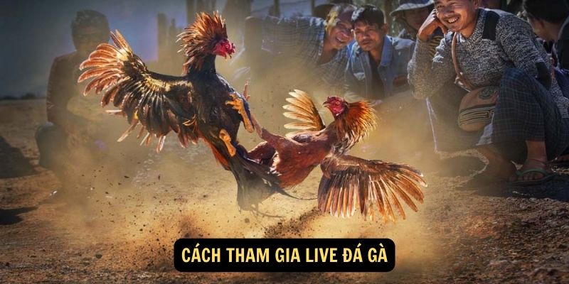 Cách tham gia Live đá gà