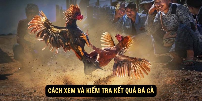 Cách xem và kiểm tra kết quả đá gà