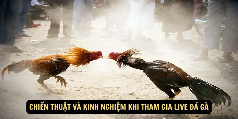 Chiến thuật và kinh nghiệm khi tham gia Live đá gà