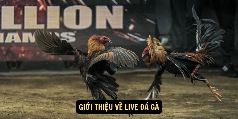 Giới thiệu về Live đá gà