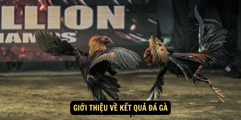 Giới thiệu về kết quả đá gà